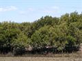 Avicennia marina